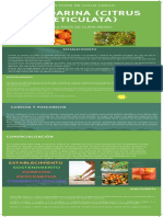 Infografía Mandarina PDF