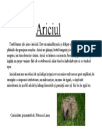 Informație despre arici.docx
