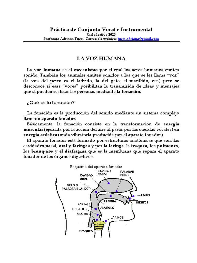 Mecanismo y Aparato Fonador Humano | PDF | Garganta Humana | Voz humana