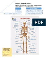 Cómo Es El Sistema Óseo Humano PDF