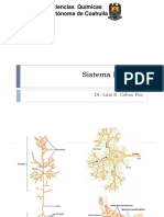 Sistema Nervioso.pdf