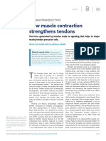 How Muscle Contraction Strengthens Tendons PDF