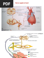 Excitation of Heart