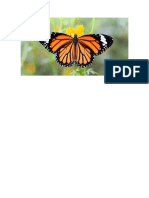 Mariposa Monarca 01