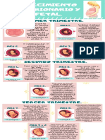 Infografia Embrionario y Fetal