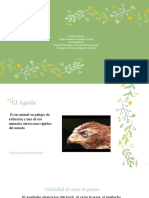 Presentación Aguila Calva - Extinción