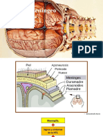 Sindrome Meningeo