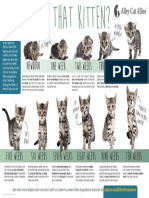 Kitten-Progression-FINAL.pdf