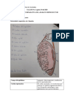 TALLER No 2 Anatomía Reproductiva Agosto 19