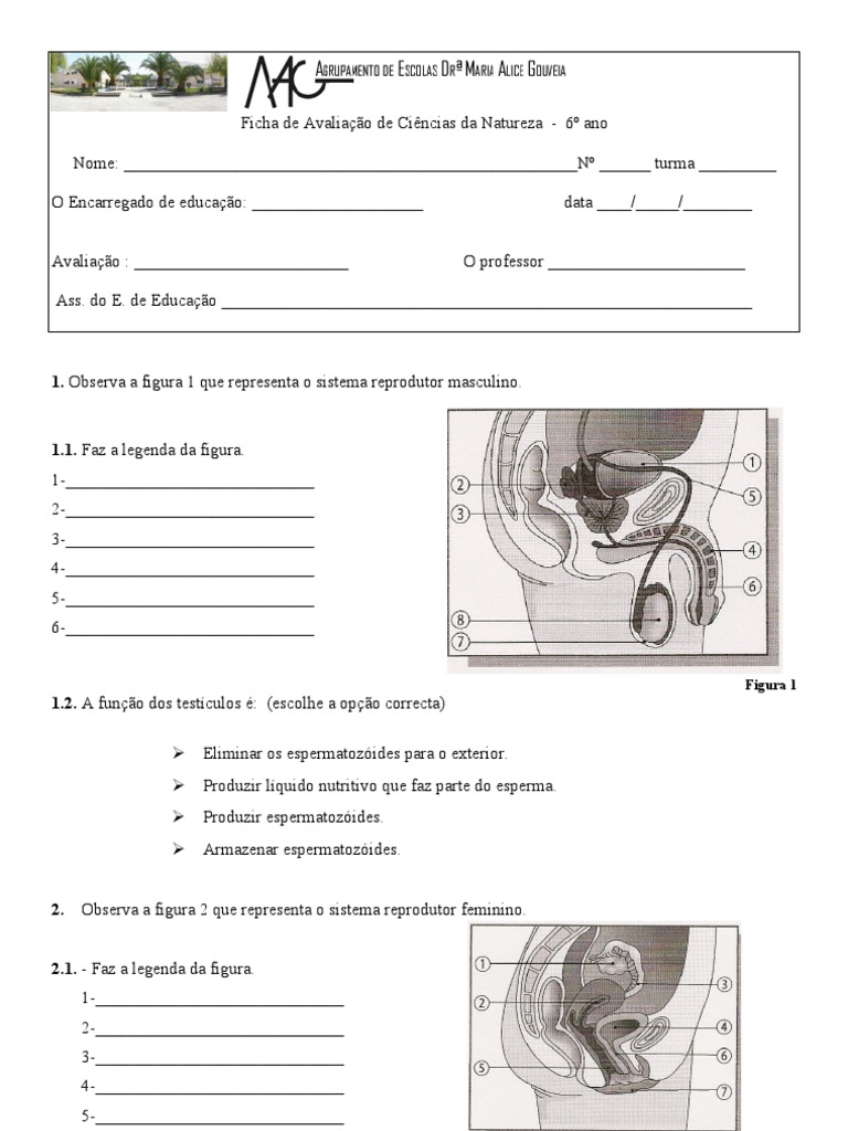 36 Atividades Sobre Sistema Reprodutor Para Imprimir Online Cursos