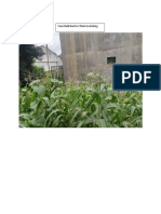 Corn Field Back To Thimi PDF