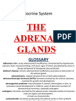 Endocrine System: THE Adrenal Glands
