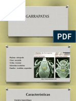 GARRAPATAS (1).pptx