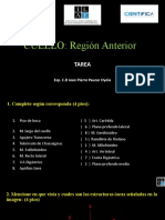 Tarea Region Anterior 2020 16.06