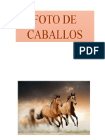 CABALLOS