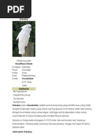 Download Burung kakak tua by gaban_1 SN47634825 doc pdf