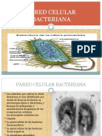 9-Pared Cell y CITOPLASMA