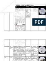 Gram positive bacteria.docx