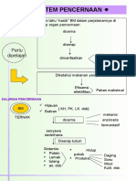 SISTEM-PENCERNAAN-pps11 (1).ppsx