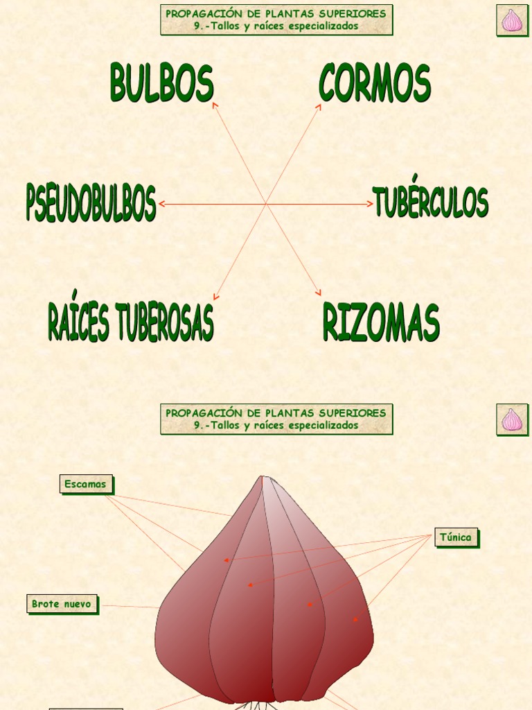 Propagacion Por Bulbos y Rizomas | PDF | Bulbo | Tallo de la planta