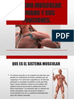 Sistema Muscular Humano y Sus Funciones