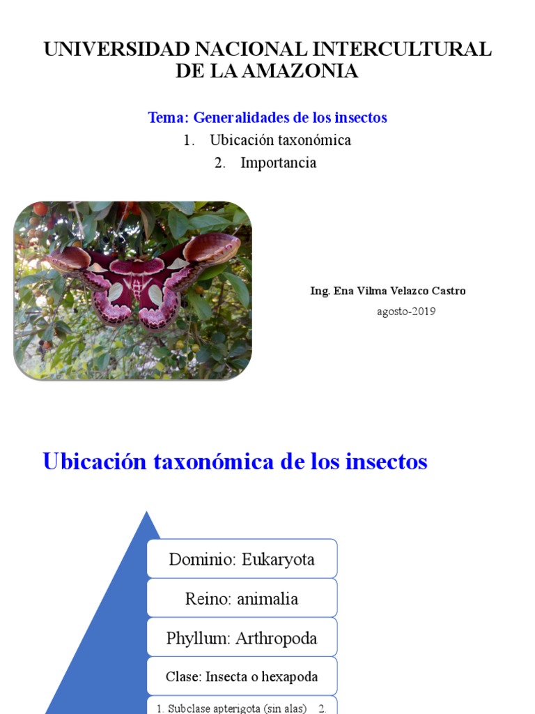 Tema 1. Generalidades de Los Insectos | PDF | Insectos | Mosca