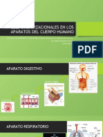 Niveles Organizacionales en Los Aparatos Del Cuerpo Humano