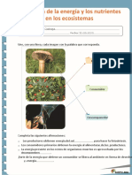 Actividad Circulación de La Energía y Los Nutrientes en Los Ecosistemas - SaraQuiroga