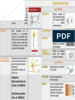 Actividad 2 - Cuadro Comparativo Sobre La Estructura y Función de Las Células Del Sistema Nerviosoo