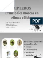 DIPTEROS.pdf