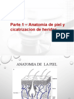 Anatomiaycicatrizacion