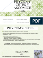 Phycomycetes