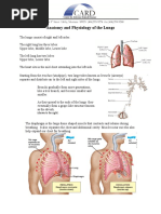 Anatomy and Physiology of Lungs | PDF | Lung | Respiratory Tract