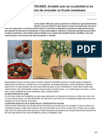 AVOCADO Invatati Cum Sa Va Plantati Si Sa Cultivati Propriul Arbore de Avocado PDF