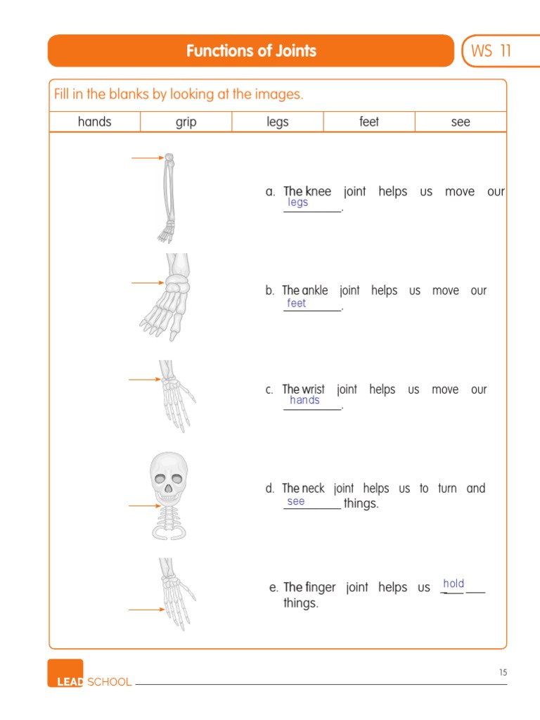 Functions of Joints: Fill in The Blanks by Looking at The Images | PDF