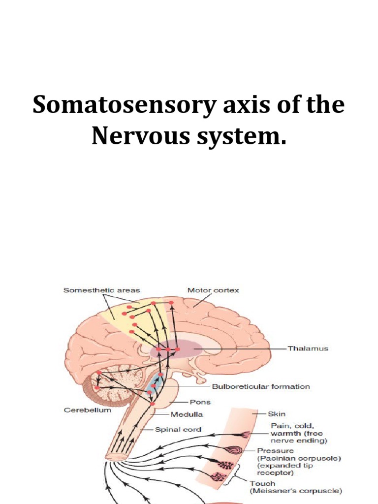 The Somatosensory Axis of the Nervous System: An Overview of the Spinal ...