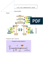 Etapas da respiração aeróbia.pdf