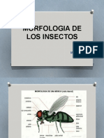 Morfologia de Los Insectos