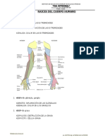 Raíces del cuerpo humano: terminología médica