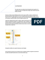 Anatomia Corpului Subtil Annie Besant