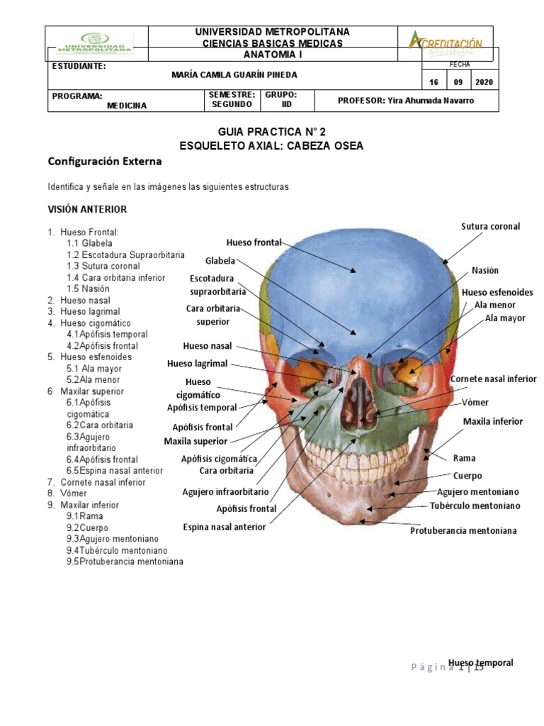 Anatomía del Esqueleto Axial Craneal | PDF | Cabeza y cuello humanos ...