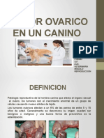 Tumor Ovarico en Un Canino