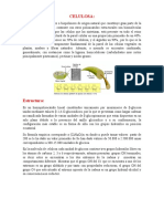 Celulosa Concepto y Estructura