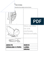 Actividades Ciclo de Vidajunio