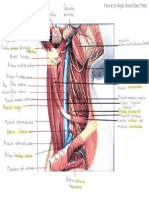 Triangulo Posterior