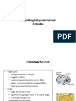 Commonsal Amebae