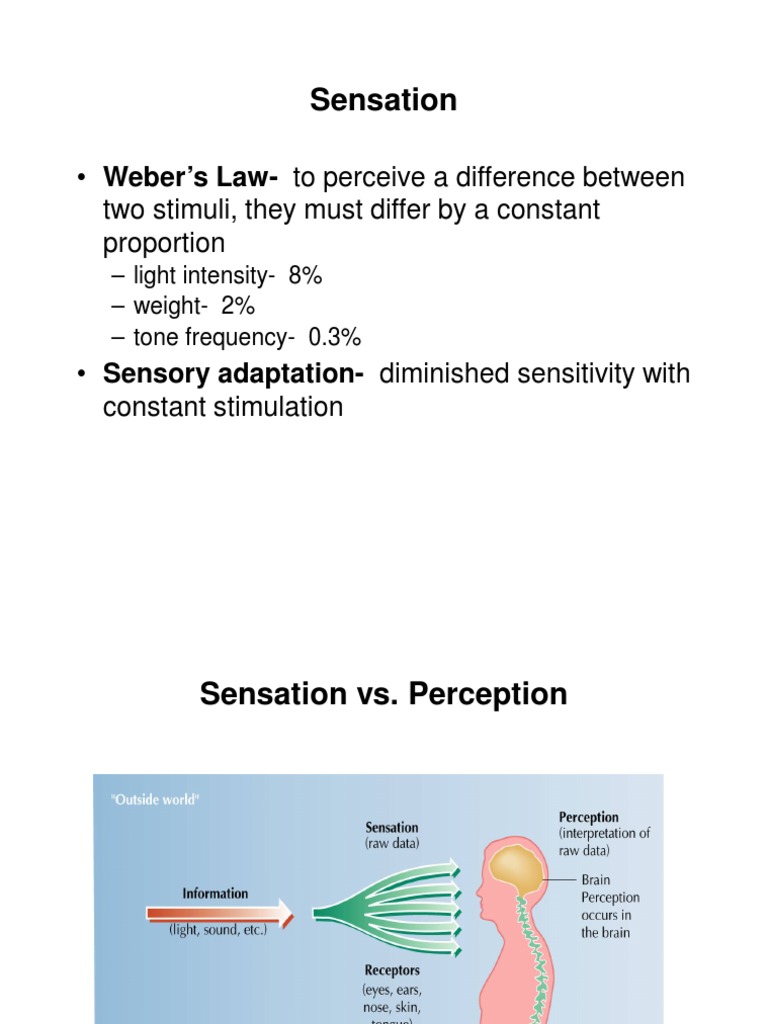 Understanding Sensation and Perception | PDF | Science & Mathematics