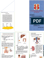 Triptico de La Funcion Del Sistema Excretor