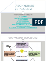 Carbohydrate Metabolism