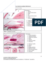 TugasLabAct Anatomi - BLOK SSS - Tingka1 - Amelia Salsabila - 1910211018 PDF